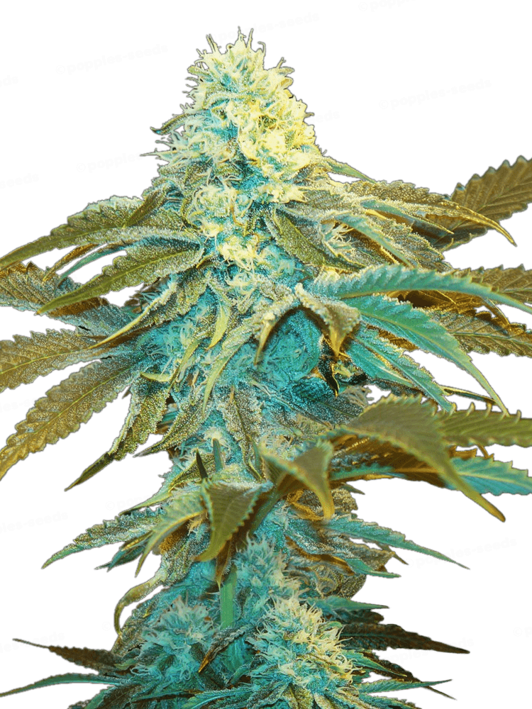 Vanilla Sundae Féminisée