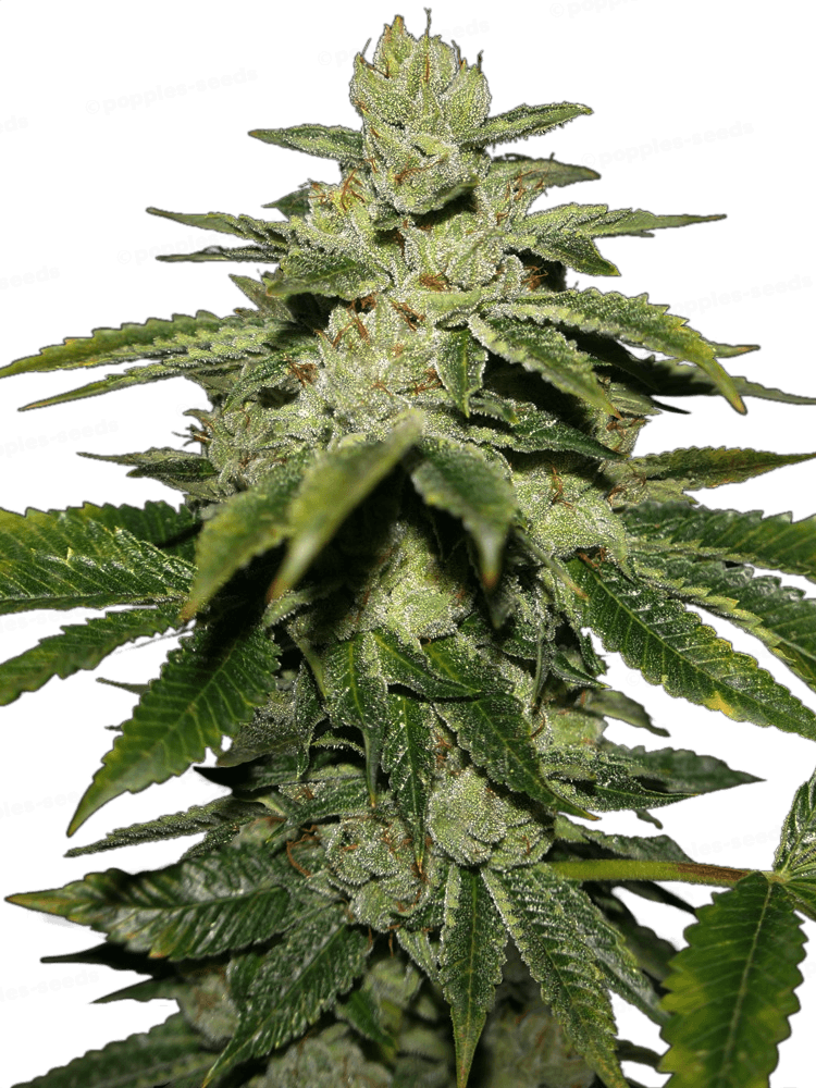 WaterMelon Ultra Féminisée