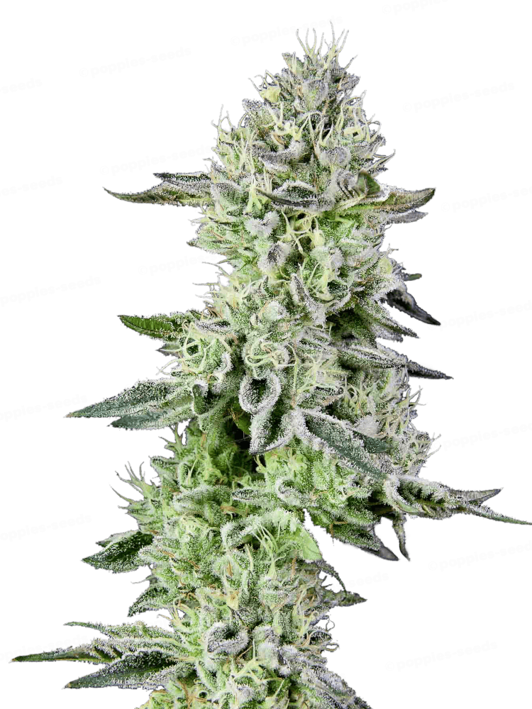 Barbara's Pie Feminized