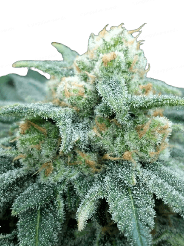 Electric Koolaid Feminized