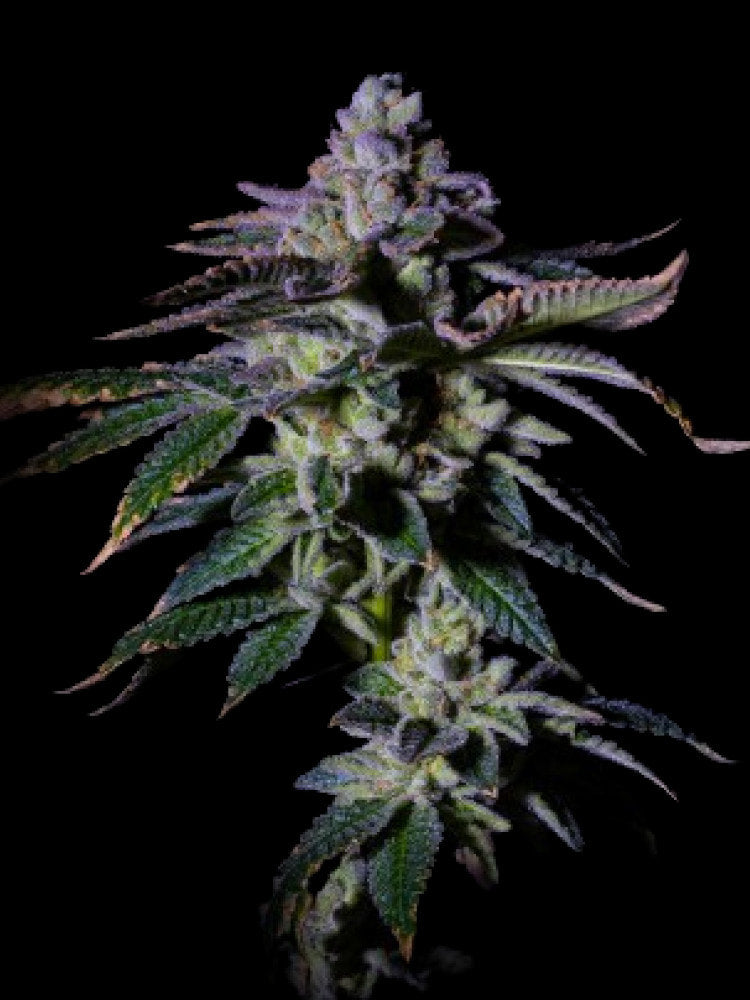 gas plant seeds Gas Mint Feminized - Cannabis seeds