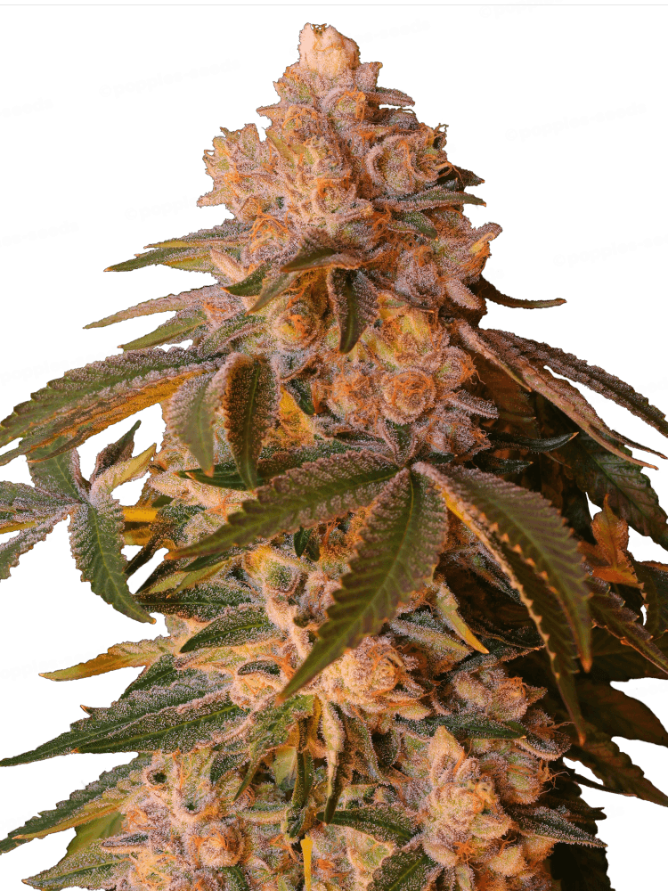 Happy Ending Féminisée