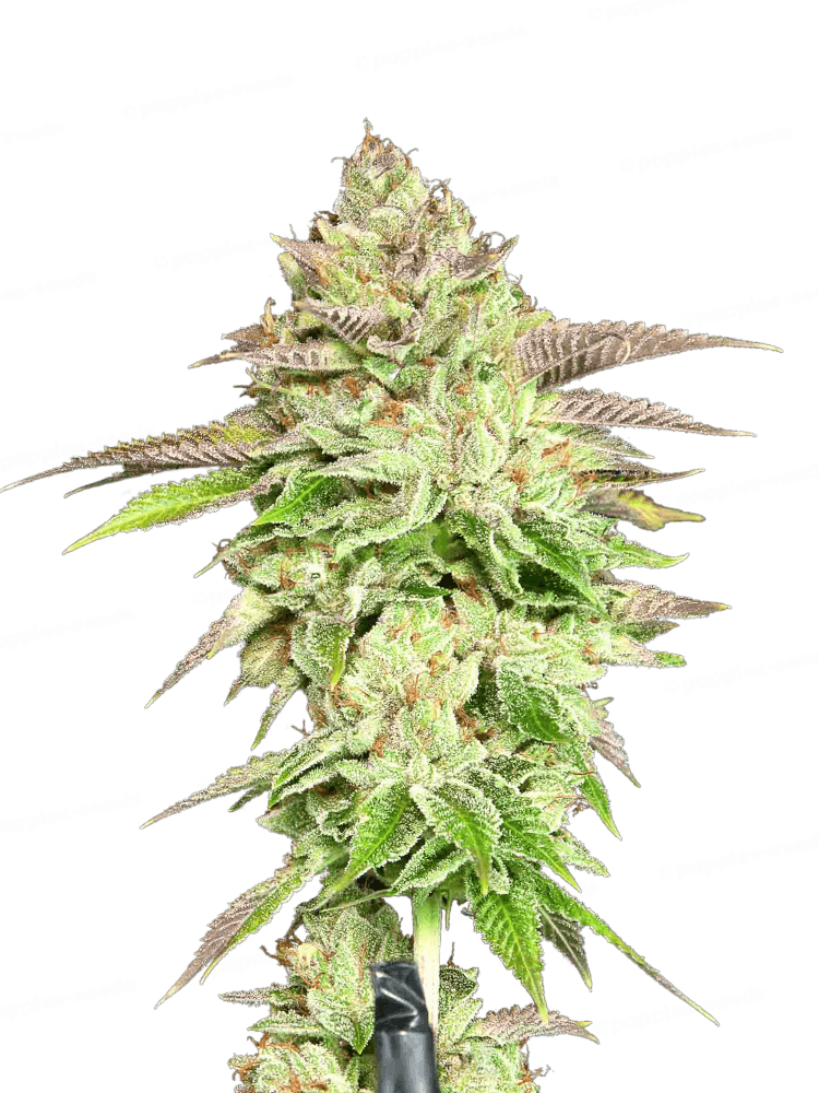 Melon Madness Feminized