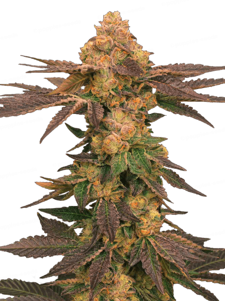 Melted Rainbow Feminized