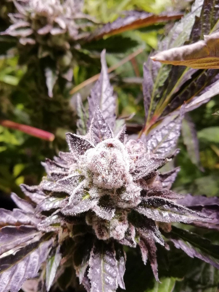 Orange Groovy BX Feminized