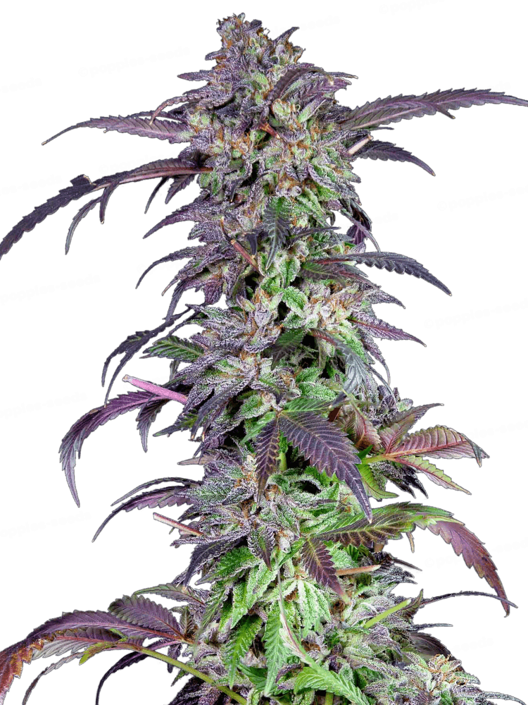 Orangina Feminized