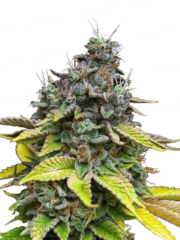 Papaya Cooler Feminized