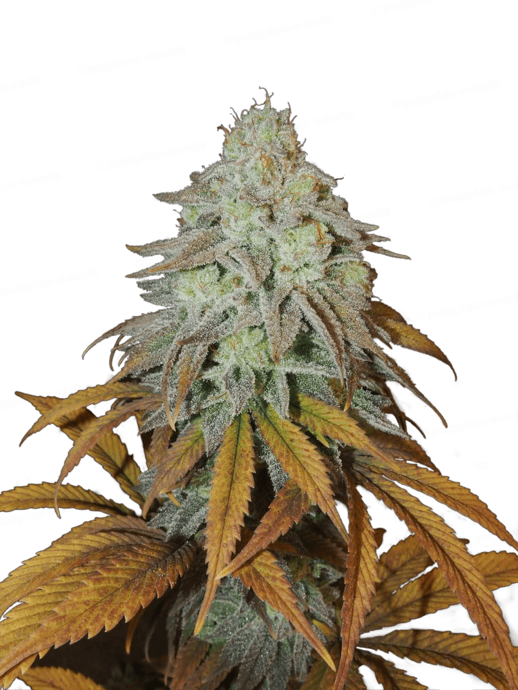 RM Confidential Feminized