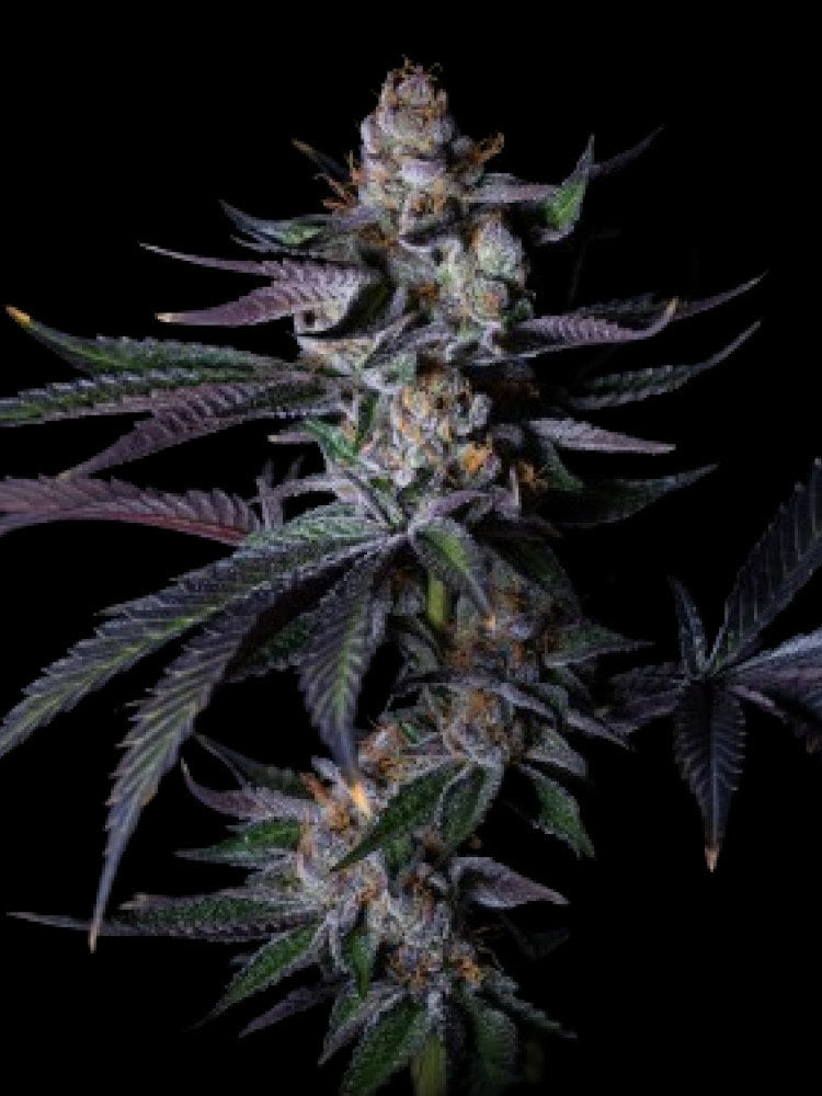 Satzuma Revenge Féminized