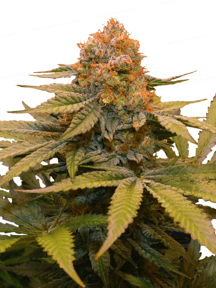 Star Fruit Feminized