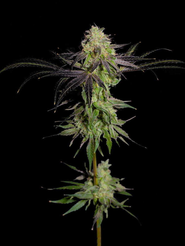 Tropical Rain Feminized