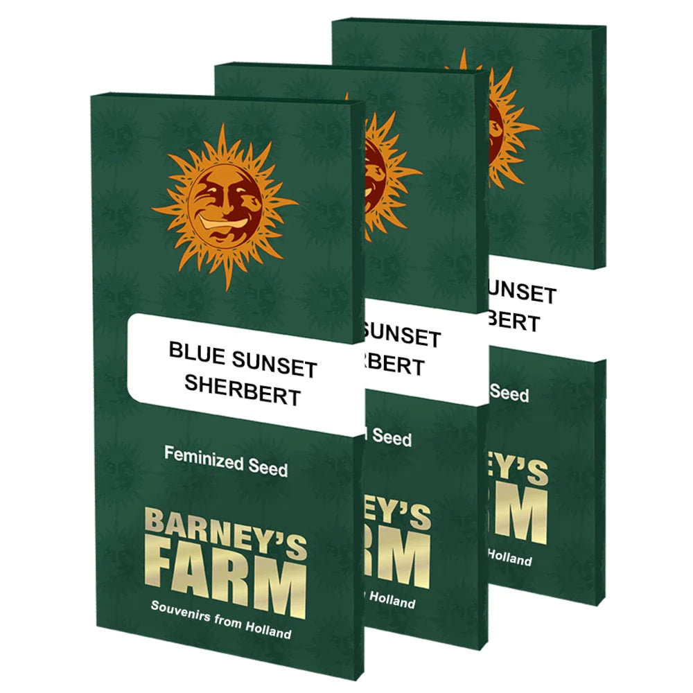 Graines de Blue Sunset Sherbert Féminisée by Barney's Farm
