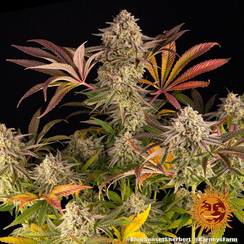 Graines de Blue Sunset Sherbert Féminisée by Barney's Farm