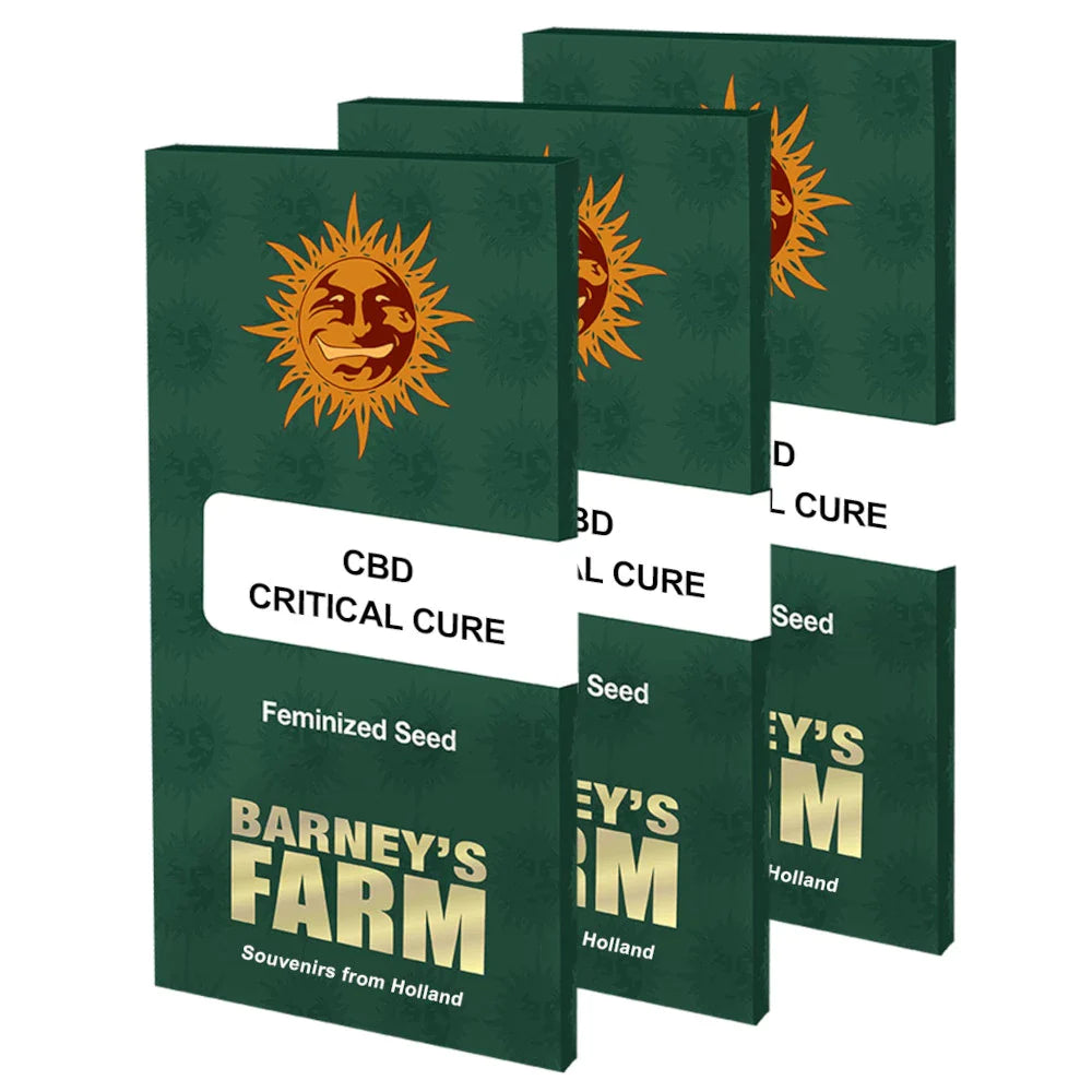Graines de CBD Critical Cure Féminisée by Barney's Farm
