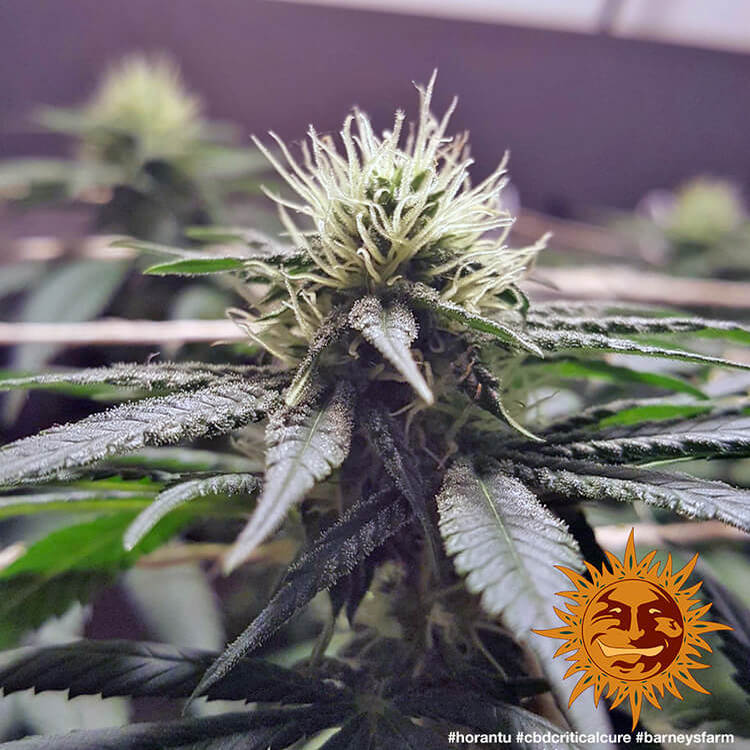 Graines de CBD Critical Cure Féminisée by Barney's Farm