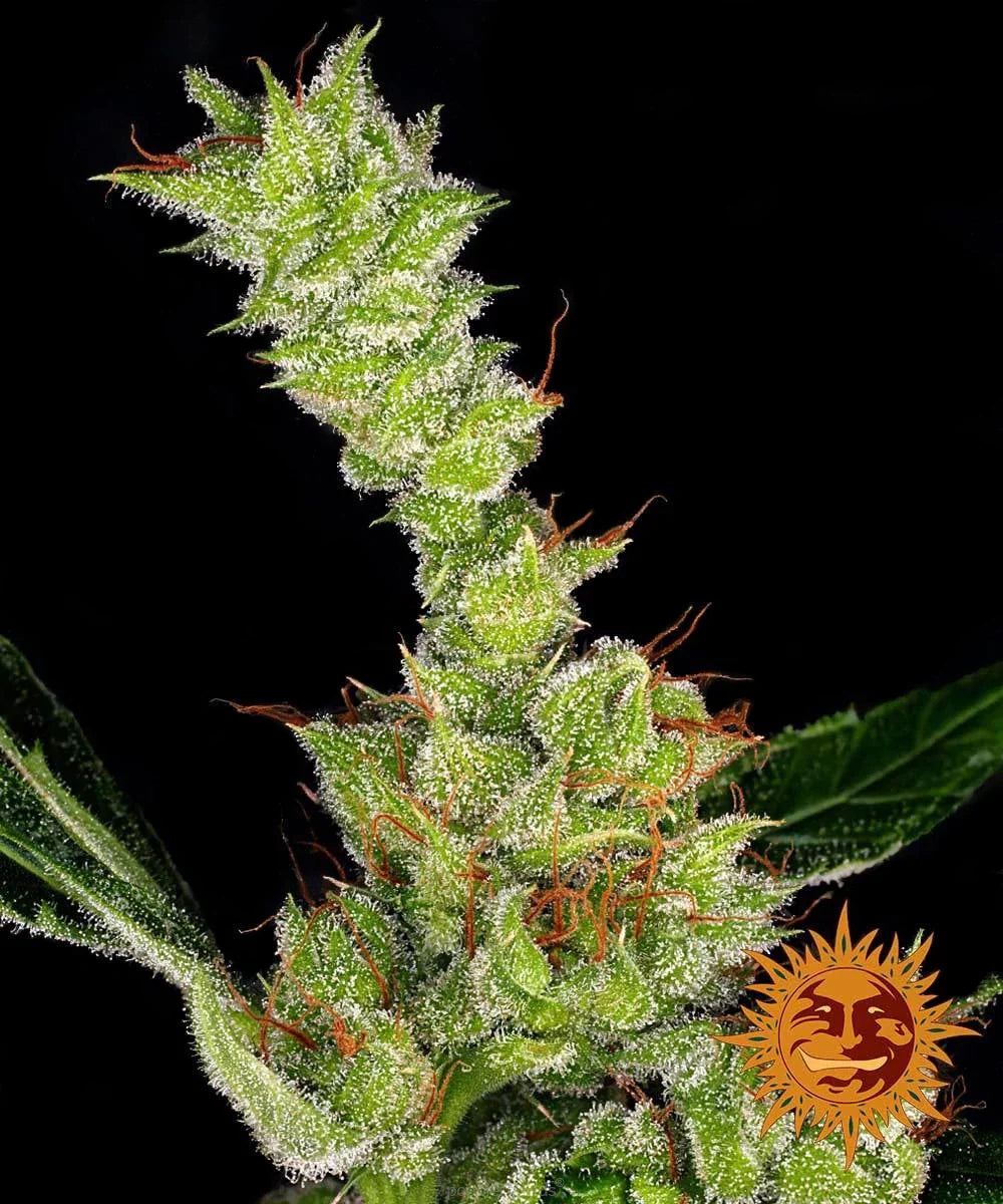 Dr Grinspoon Feminized - Cannabis Seeds