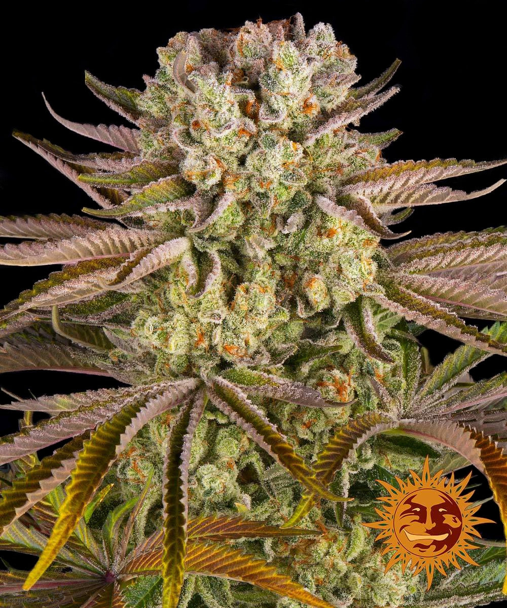 Graines de Pineapple Express Féminisée by Barney's Farm
