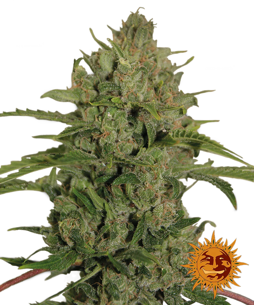 Graines de Triple Cheese Féminisée by Barney's Farm
