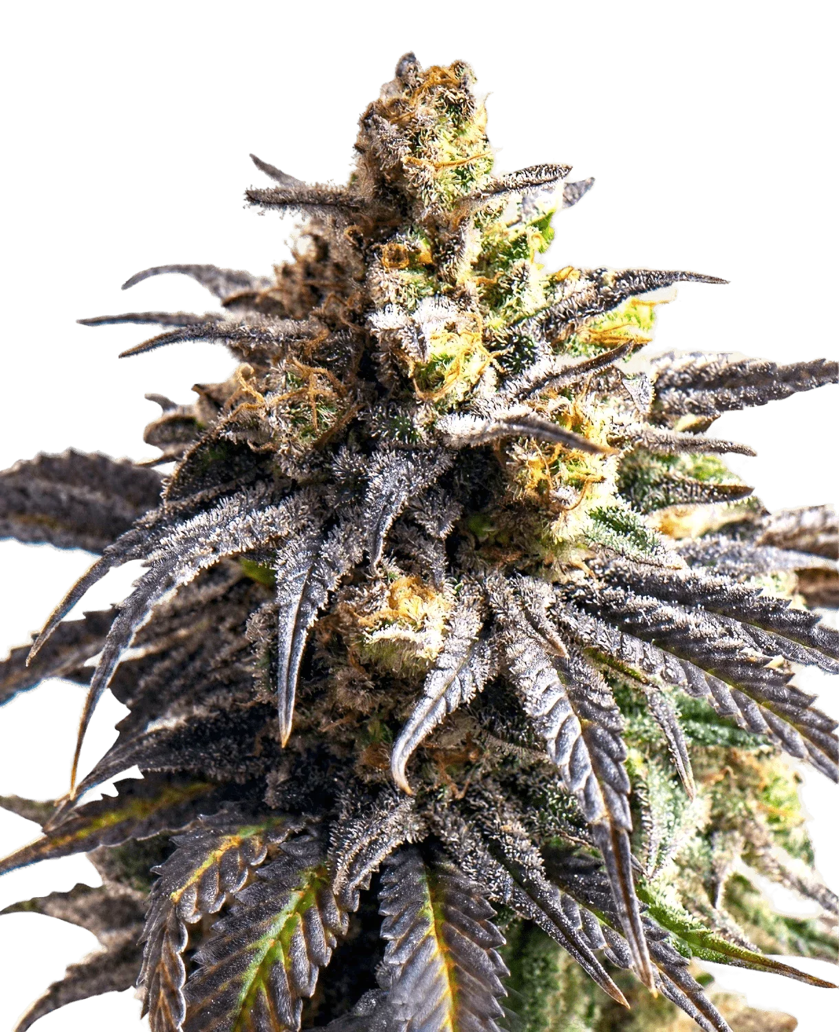 Graines de Critical +2 XXL Autofloraison by BSF Seeds