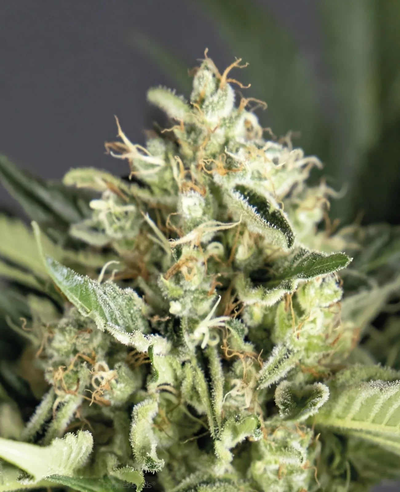 Graines de Double Cookies Auto by BSF Seeds