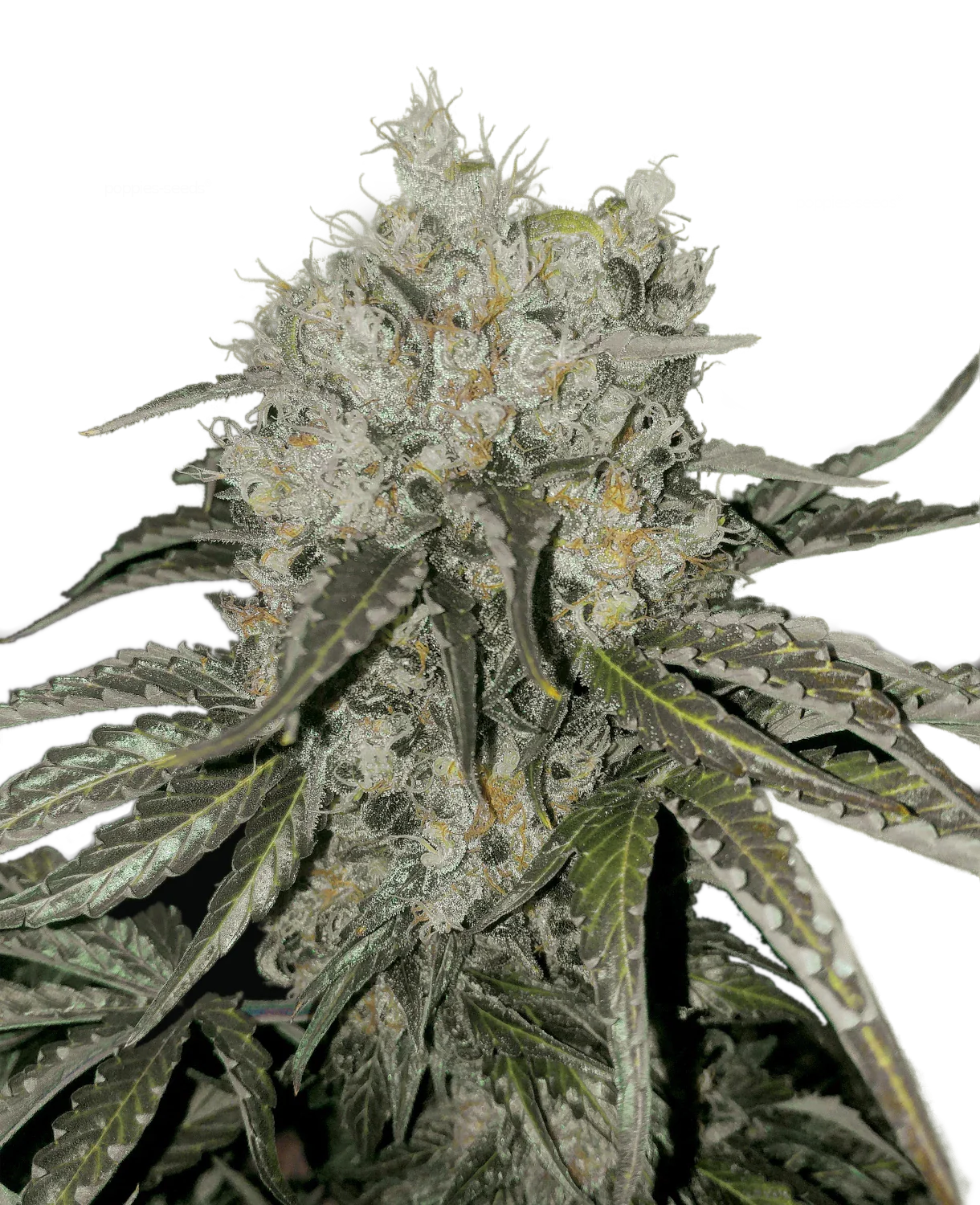 Graines de Double Cookies Féminisée by BSF Seeds