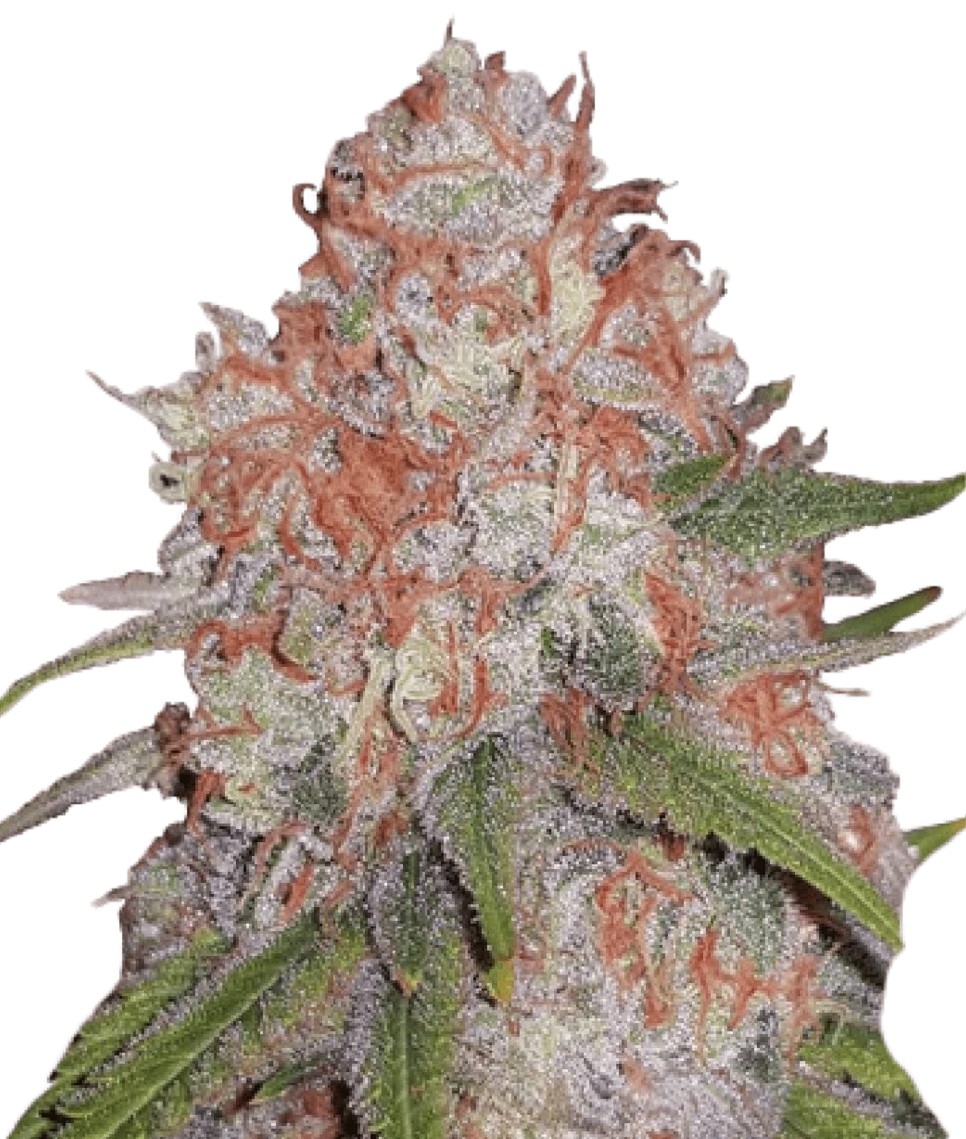 Graines de GMO Féminisée by BSF Seeds