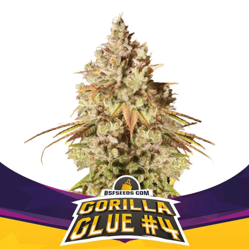 Graines de Gorilla Glue 4 Féminisée by BSF Seeds