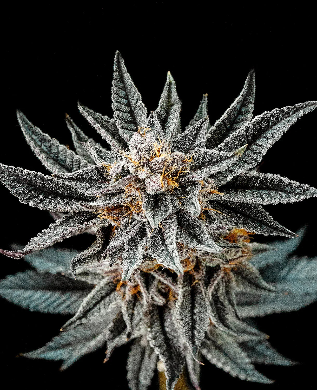 Graines de Gorilla Glue 4 Féminisée by BSF Seeds