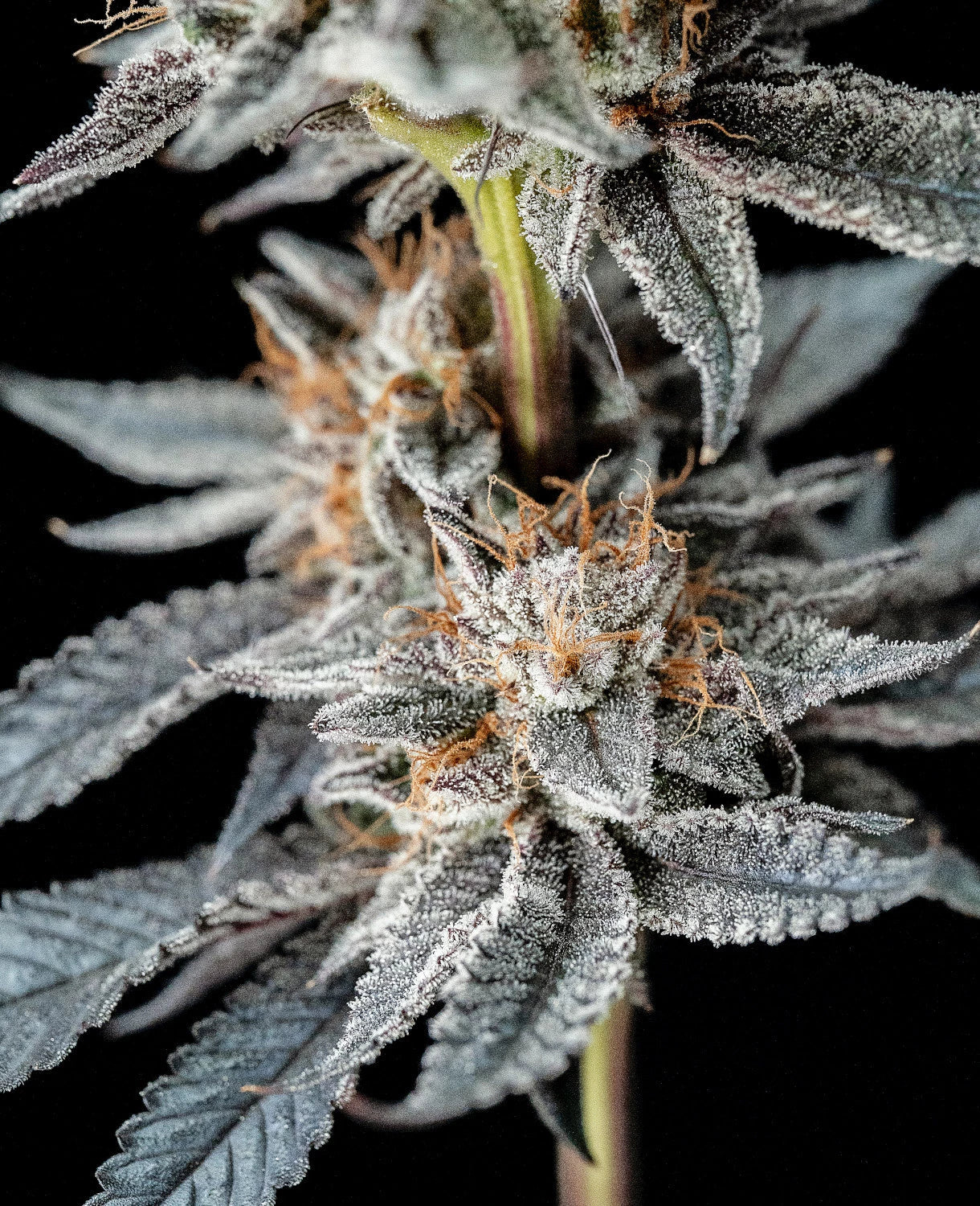Graines de Gorilla Glue 4 Féminisée by BSF Seeds