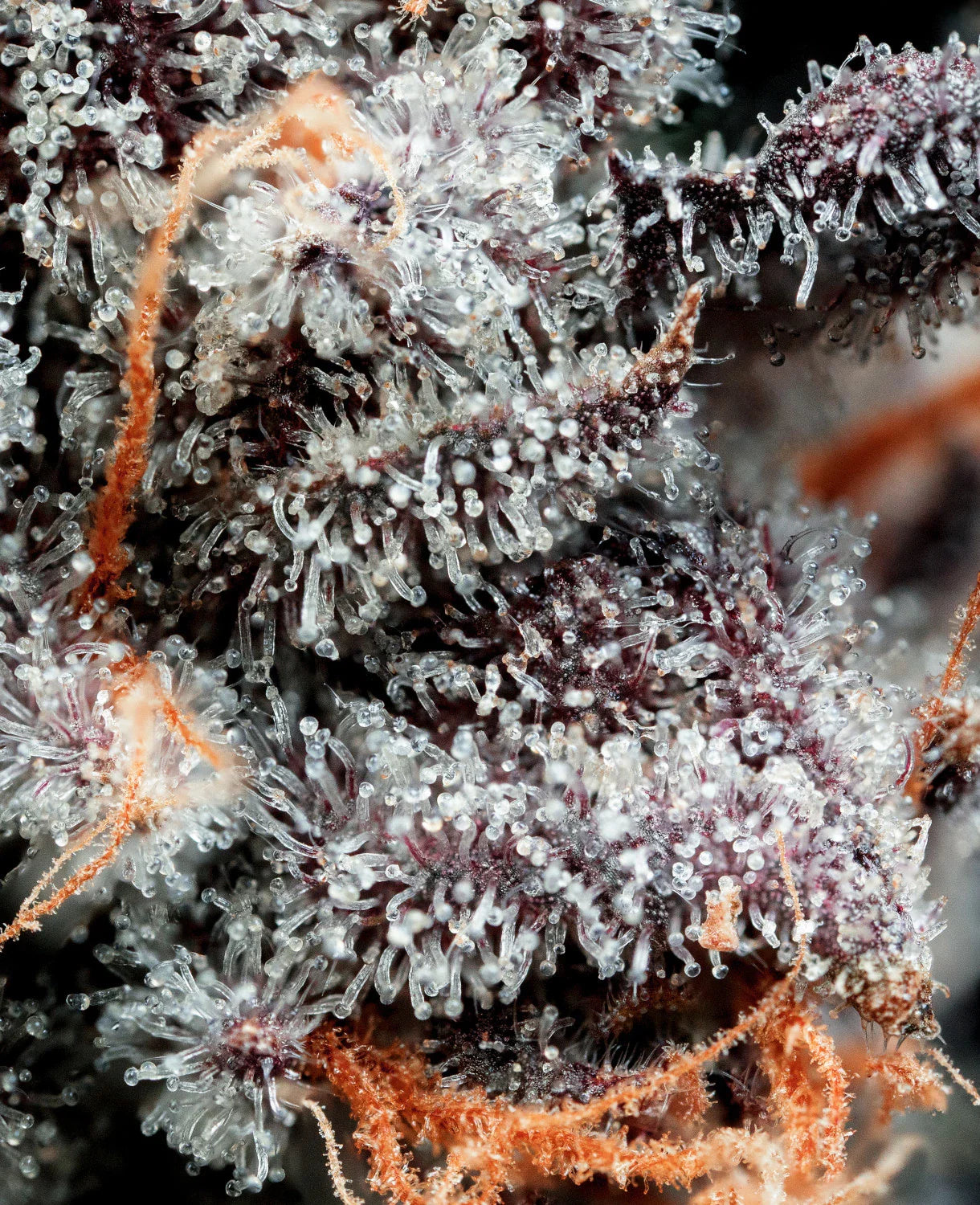 Graines de Gorilla Glue 4 Féminisée by BSF Seeds