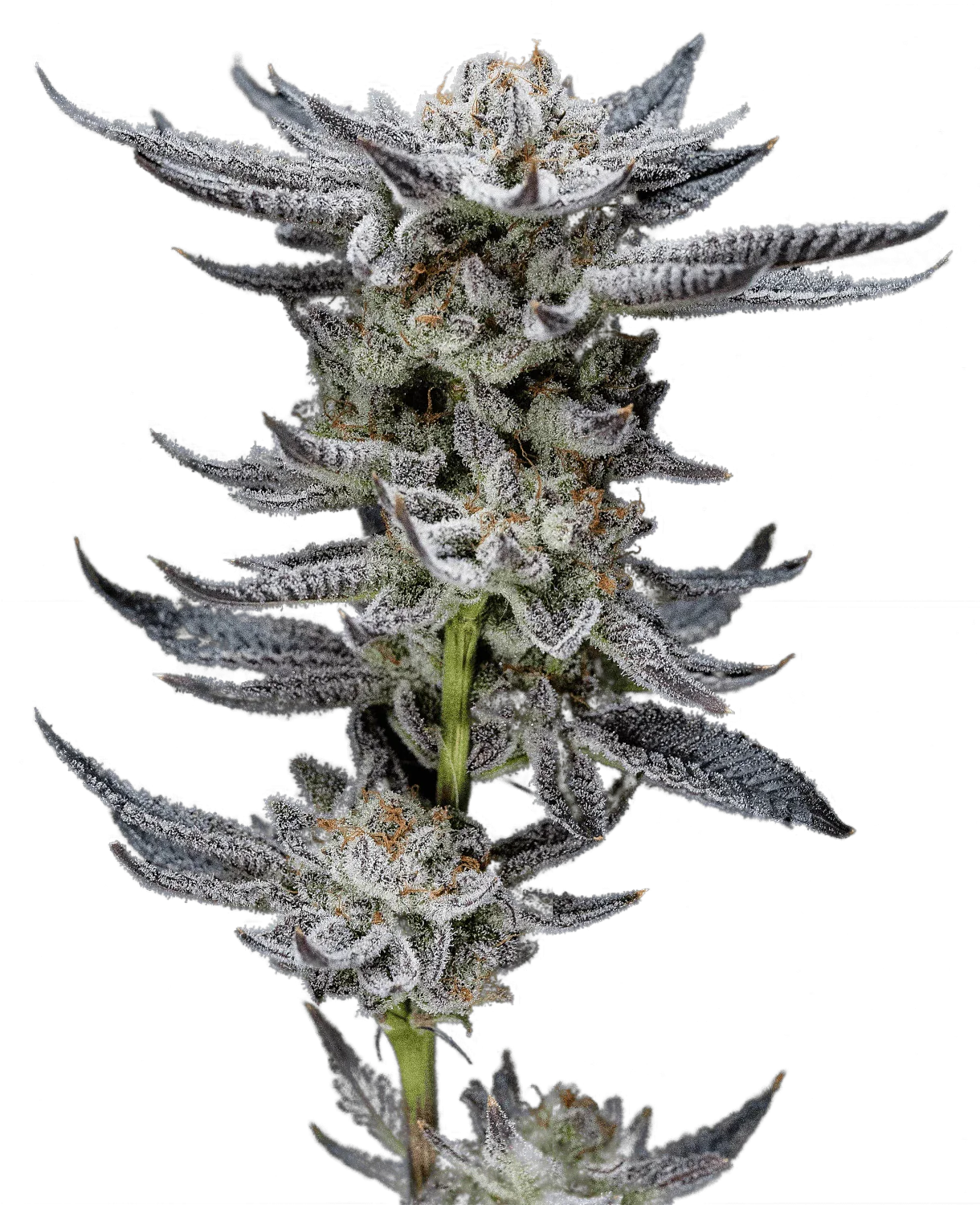 Graines de Gorilla Glue Auto by BSF Seeds