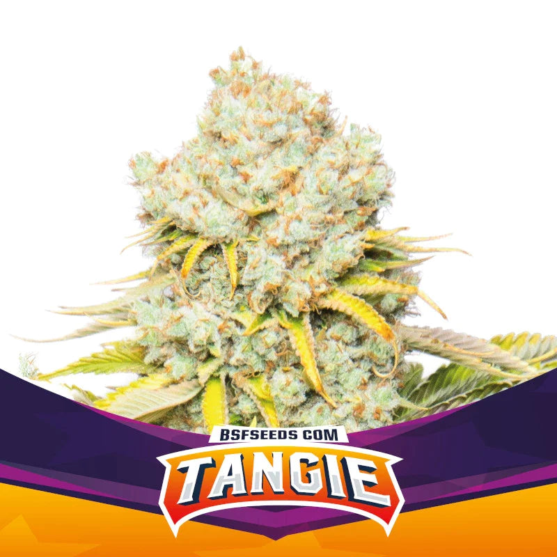 Graines de Tangie Féminisée by BSF Seeds