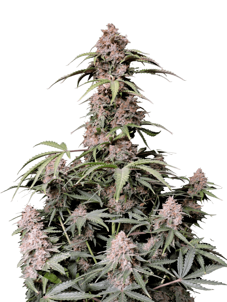 Amnesia Haze Auto - Cannabis Seeds