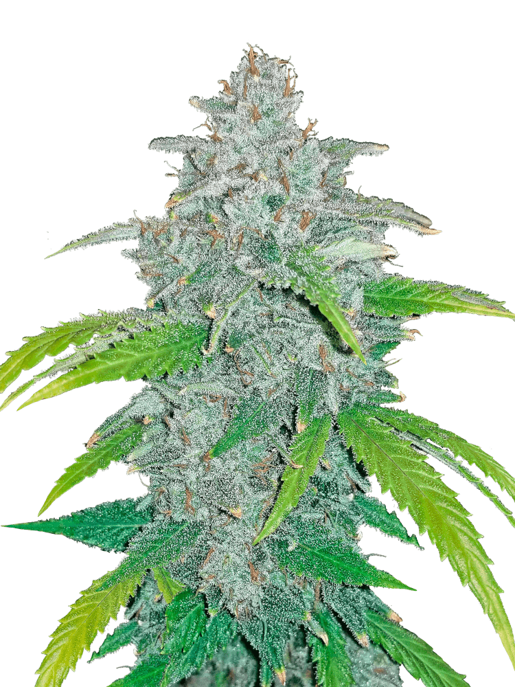 Graines de Blue Dream Auto by FastBuds