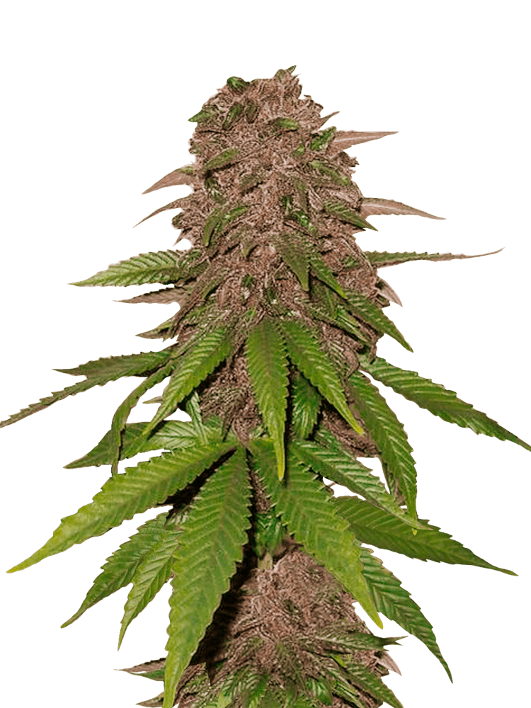Graines de C4 Auto by FastBuds