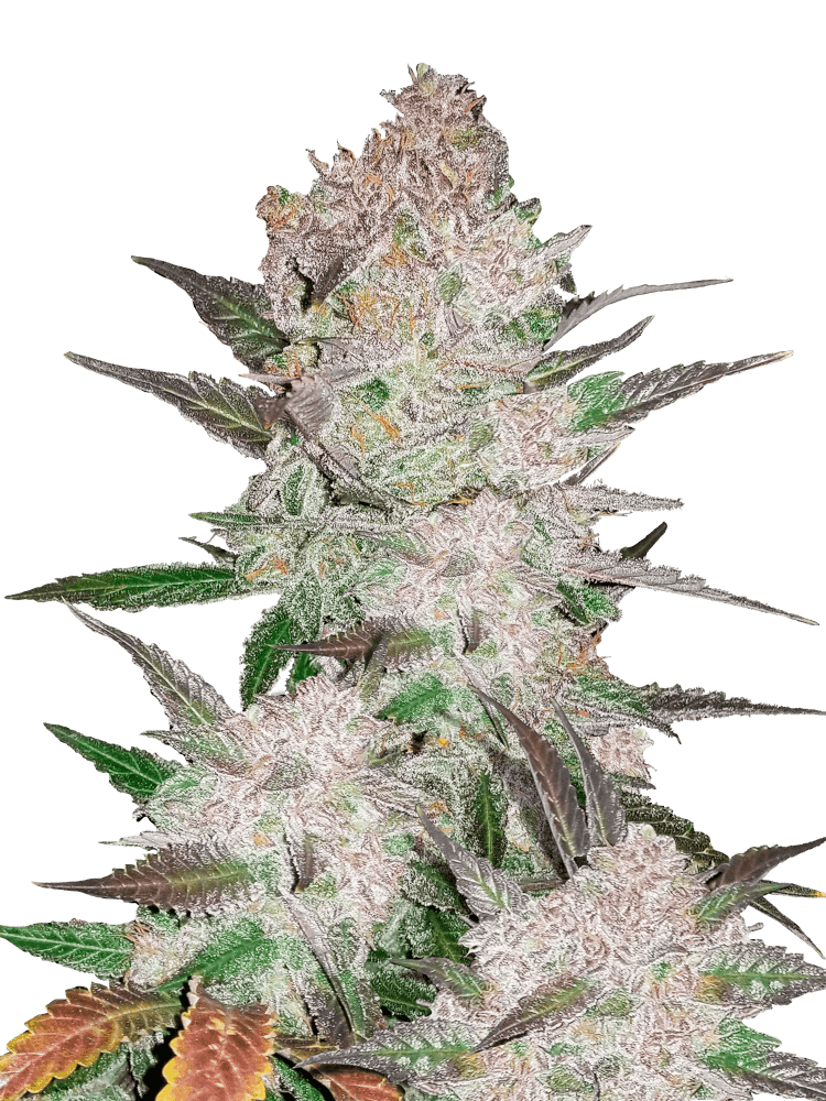 Graines de Cream Cookies Auto by FastBuds