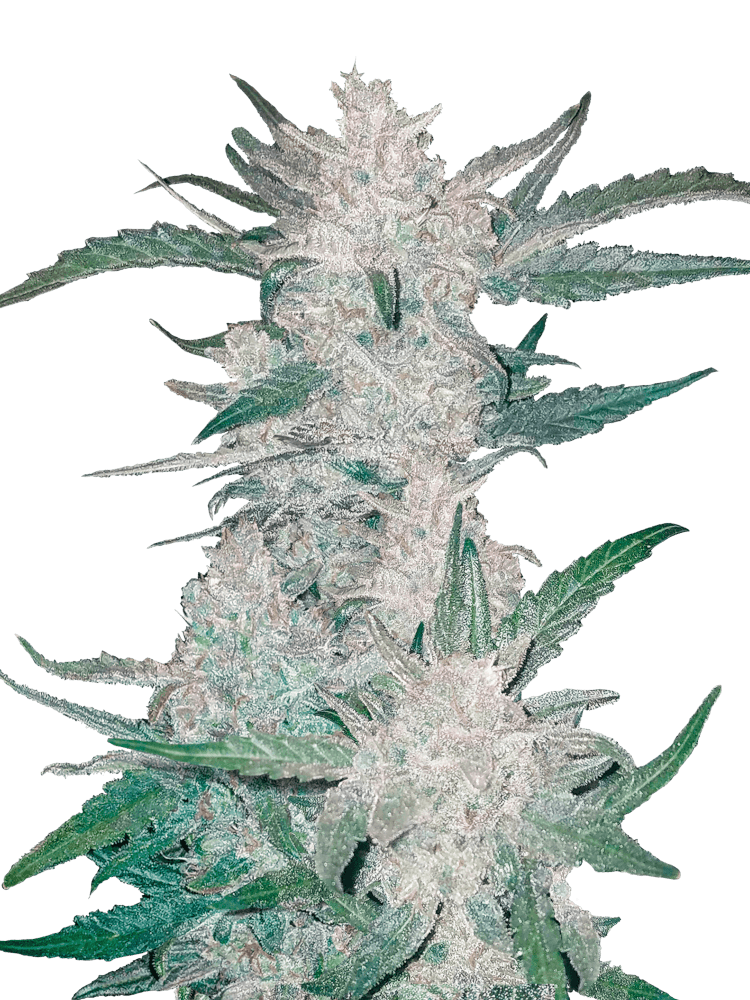 Graines de Mexican Airlines Auto by FastBuds
