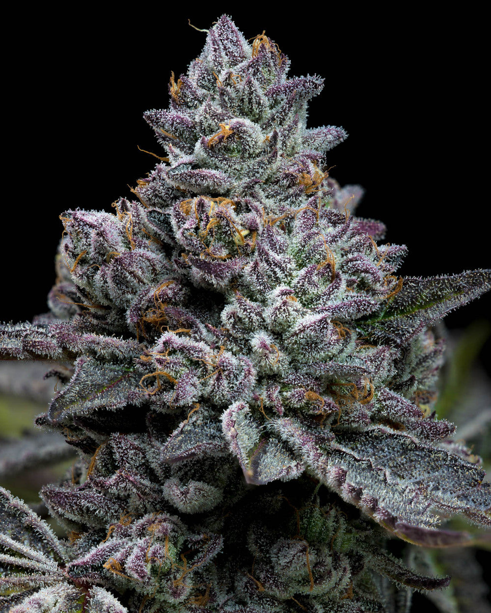 Apple Fritter Feminized