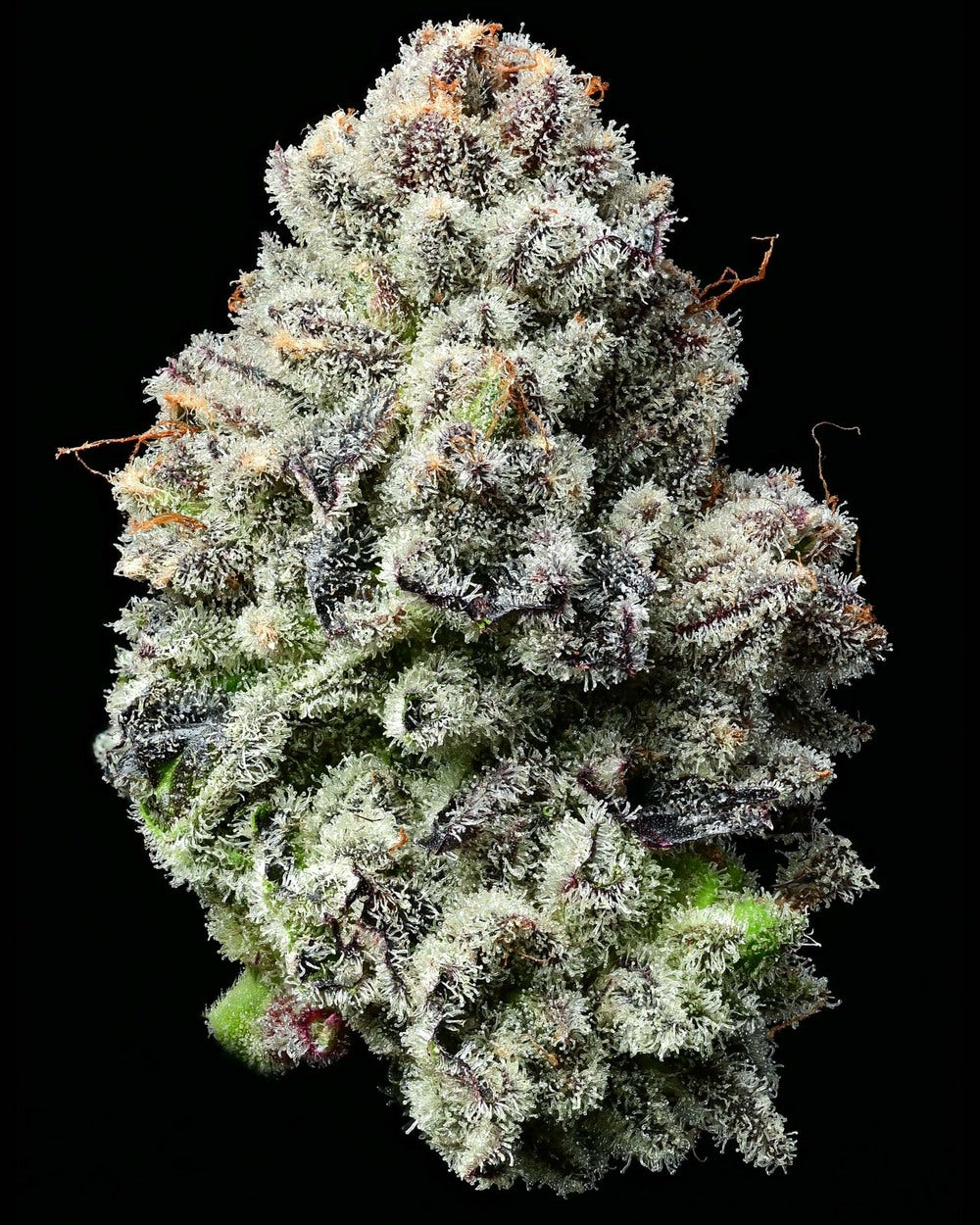 Lemon Cherry Gelato Feminized