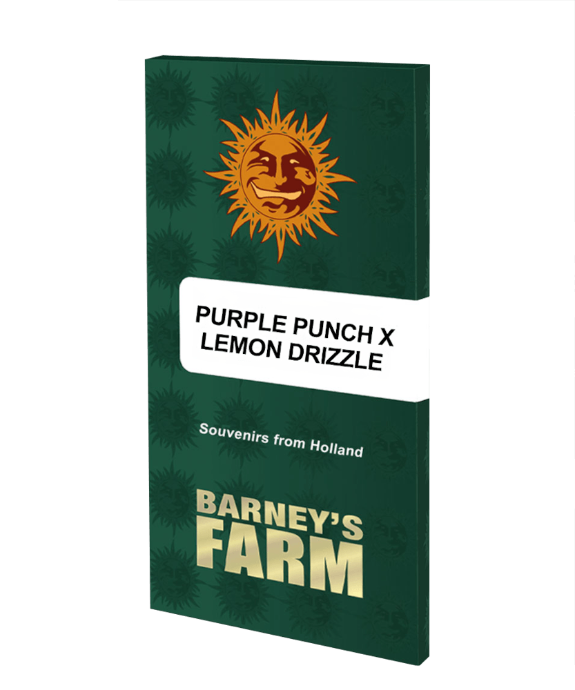 Purple Punch x Lemon Drizzle Féminisée - Barney's Farm