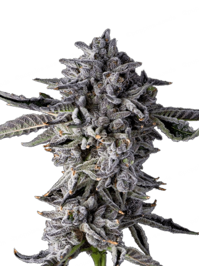 Graines de Candy Bezels Féminisée by Compound Genetics