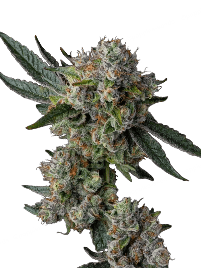 Graines de Glue 31 Féminisée by Compound Genetics