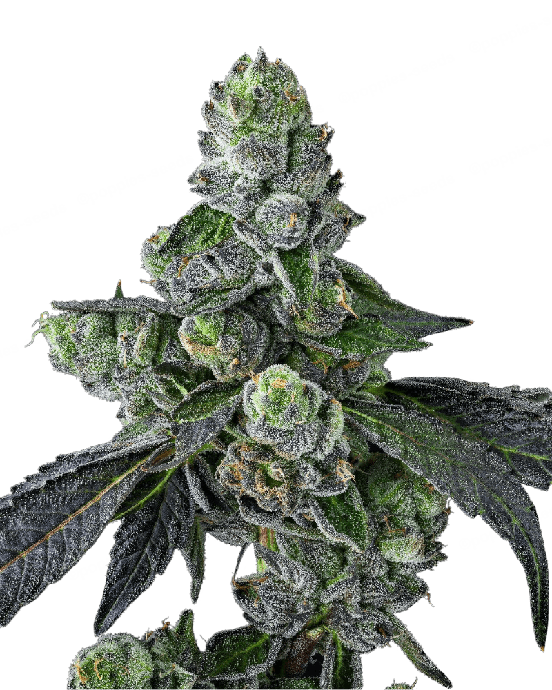 Graines de Goofiez² Féminisée by Compound Genetics