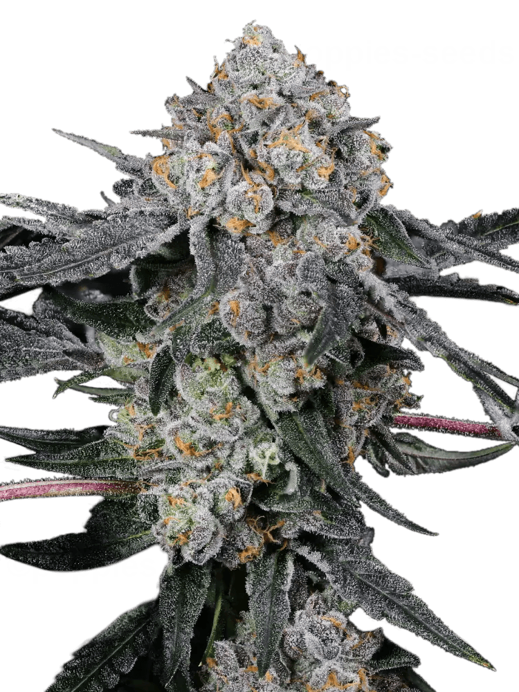 Graines de High Society Féminisée by Compound Genetics