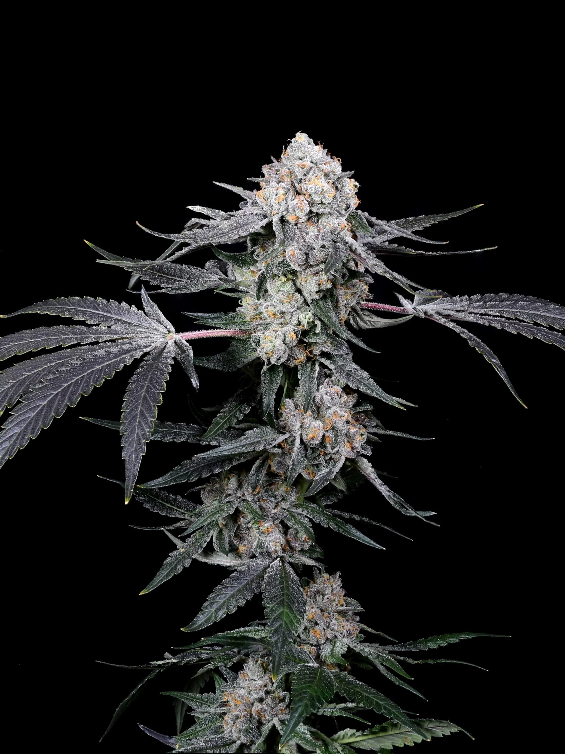 Graines de High Society Féminisée by Compound Genetics