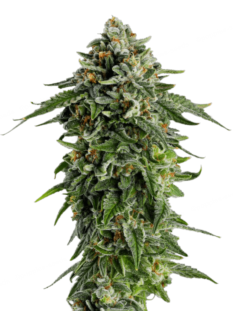 Graines de Jet Puft Féminisée by Compound Genetics