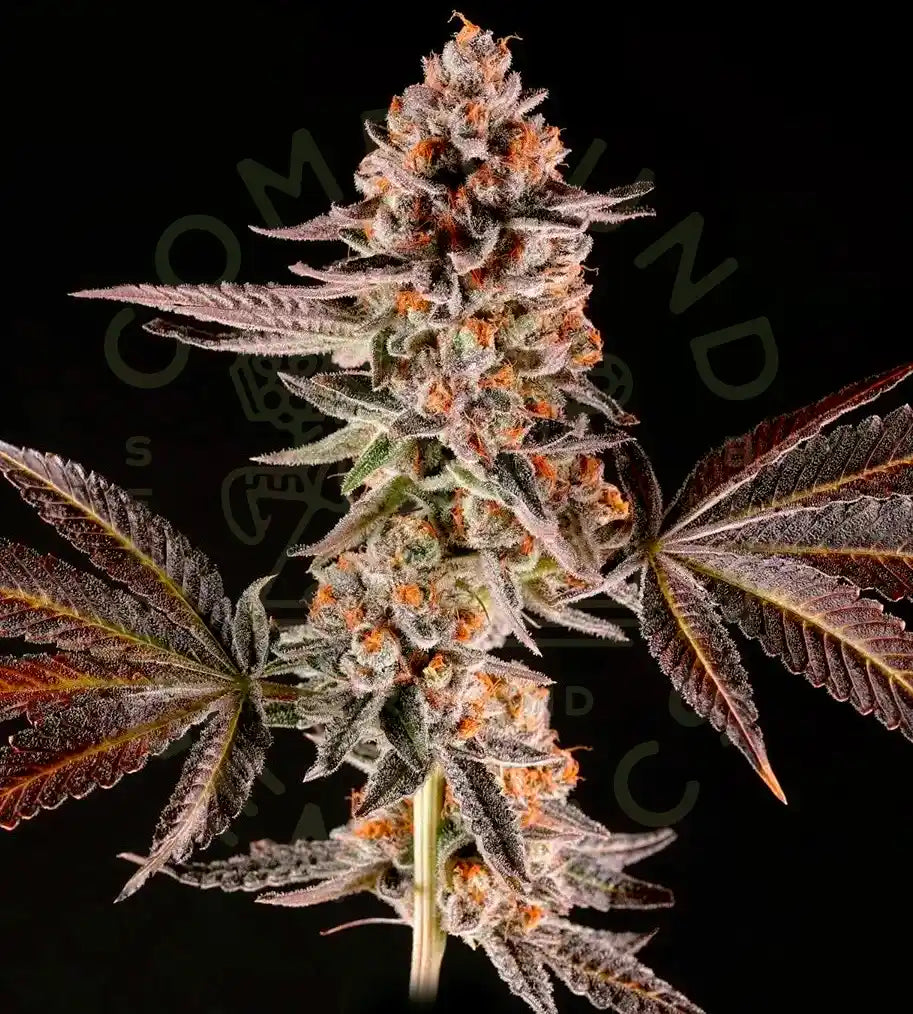 Graines de El Ponche Féminisée by Compound Genetics