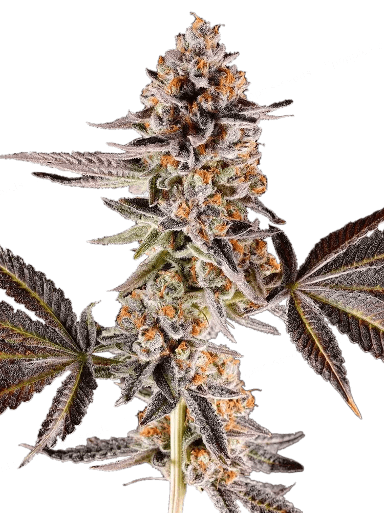 Graines de La Bomba Féminisée by Compound Genetics