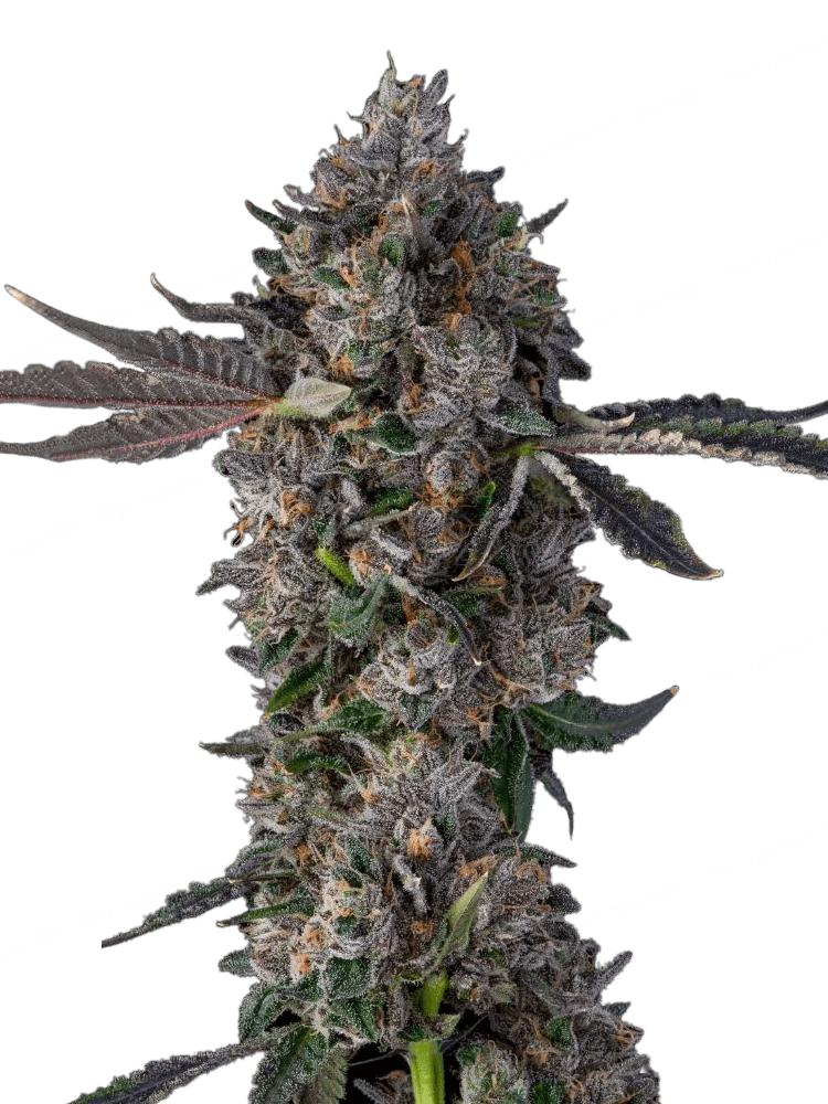 Graines de Candy Packz Féminisée by Compound Genetics