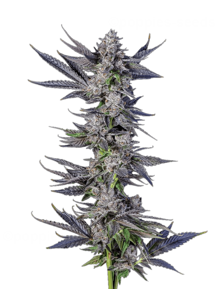 Graines de Menthol Runtz Féminisée by Compound Genetics